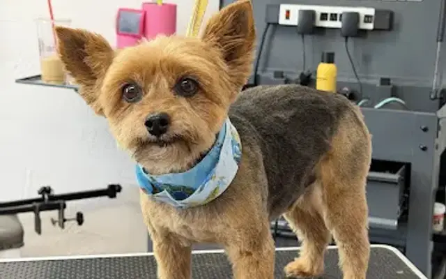 Hollywood Hound Grooming in Temple, TX