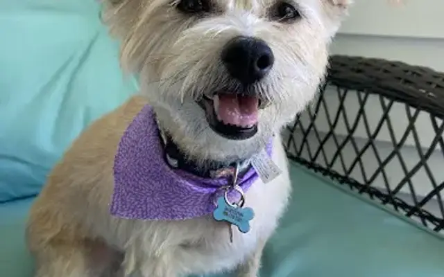 Spawt On Grooming in North Hollywood, CA