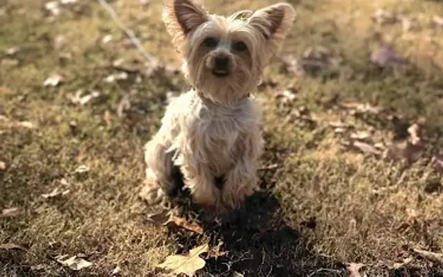The Pampered Pooch in Elberton, GA