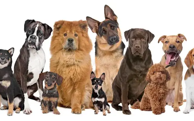Doggie Doos Pet Salon in North Wilkesboro, NC