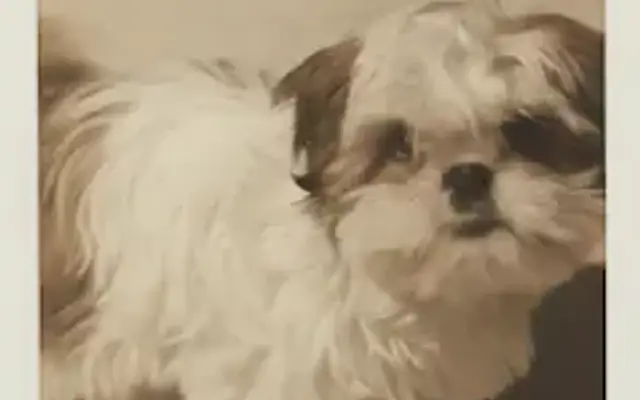 Hailee's Pup Wash in Palm Desert, CA