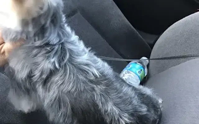 Pet Pals Grooming Center in Ashland, MA