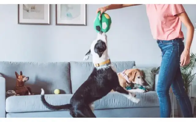 Walmart Pet Services in Dallas, GA