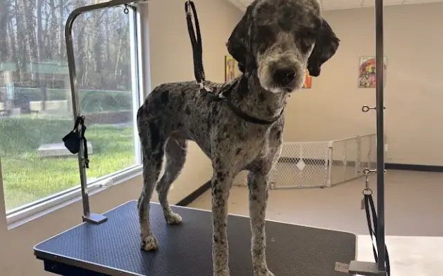 Easy Breezy Dog Grooming in Columbus, NC