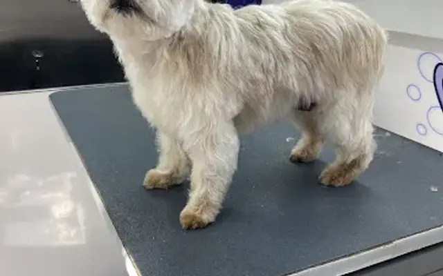 Traveling Paws in Pasco, WA