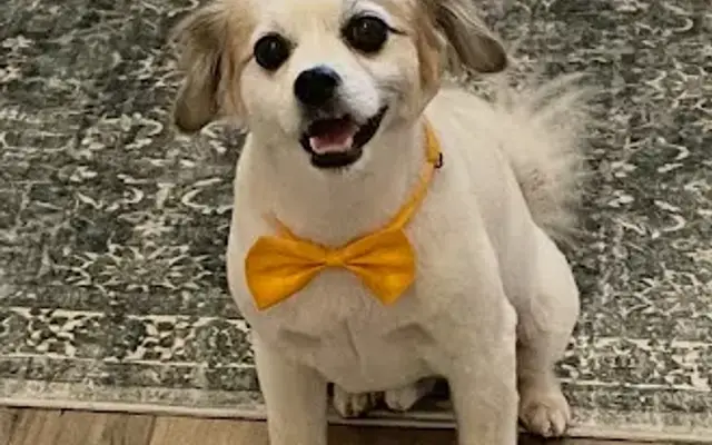 Woof Gang Bakery & Grooming Hendersonville in Hendersonville, TN