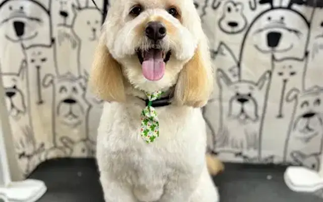 Spiffy Pupper Grooming in Fairmont, WV