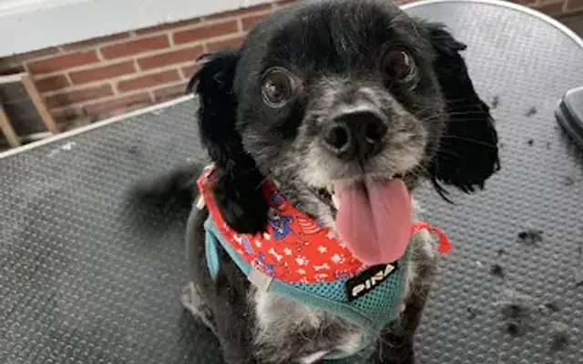 Affordable Grooming in West Frankfort, IL