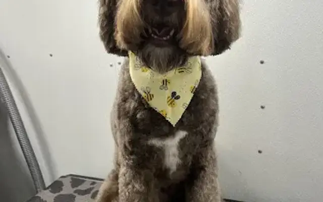 Arise Pet Spa in Miami, FL