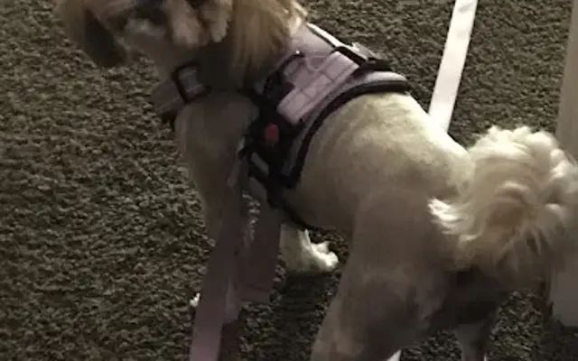 PetSmart Grooming in Atlanta, GA