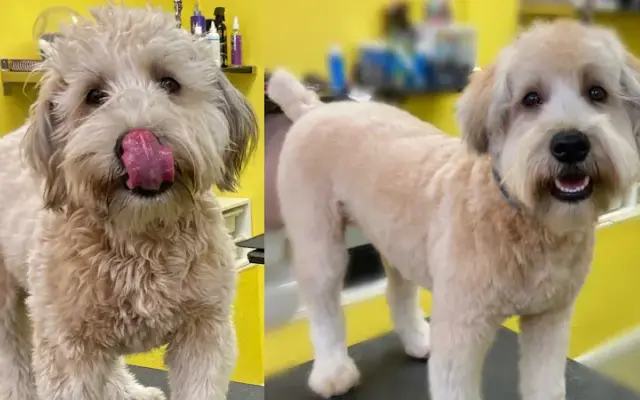 Diego Dogs Grooming in San Diego, CA