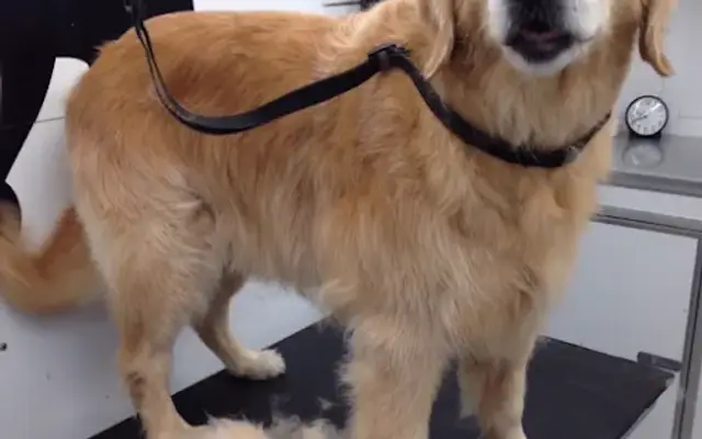 Aiken County Mobile Dog Grooming in Aiken, SC