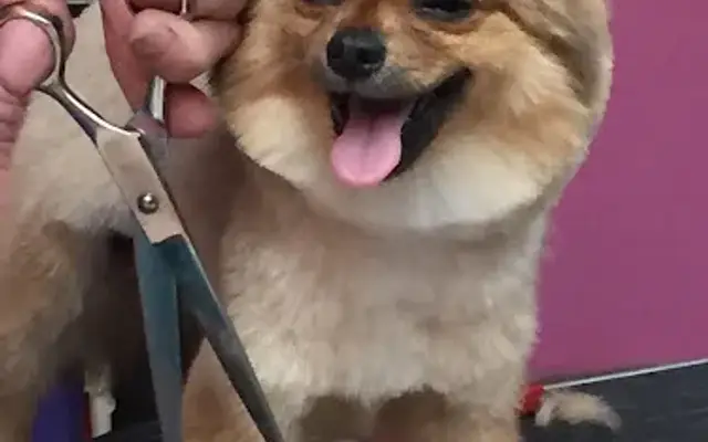 Viva La Pooch Pet Salon in Brooklyn, NY
