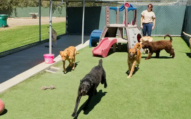Baywood Kennels LLC in Willington, CT