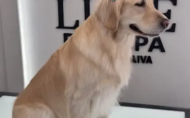 The Groovy Paws LLC in Winthrop, MA