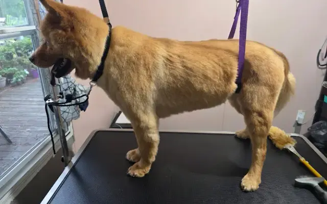 Domestics Pets Grooming services in Sanford, NC