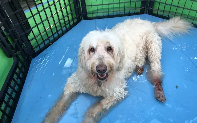 Amazing Tails Dog Boarding & Grooming in Englewood, FL
