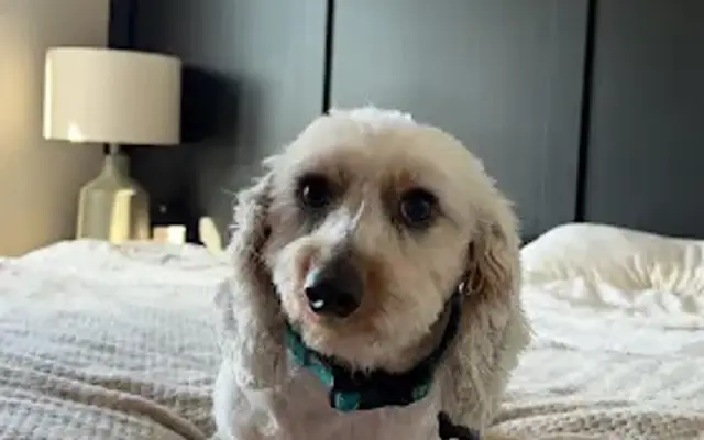 Zen Grooming in Amelia, OH