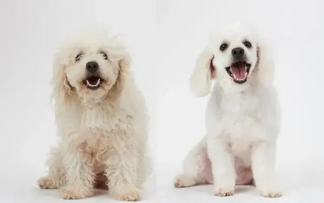 Scottsdale Dog Grooming in Phoenix, AZ