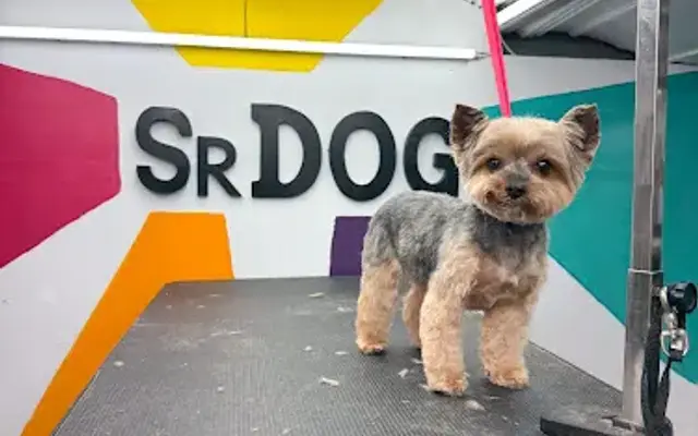 Pet Grooming Sr. Dog Services in Miami, FL