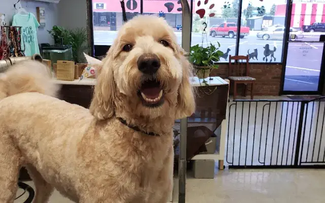 Woof Woof Meow Pet Grooming in Moncks Corner, SC