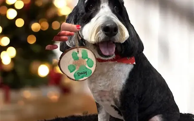 Star Pet Spa in Galion, OH