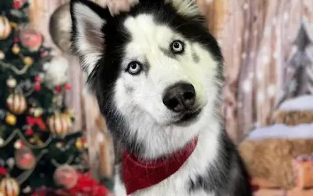 All Fur Love Pet Grooming in Slidell, LA