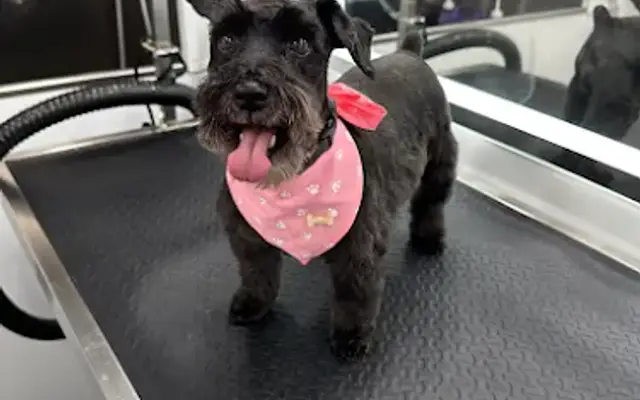 AzuPets Mobile Dog Grooming Miami in Miami, FL