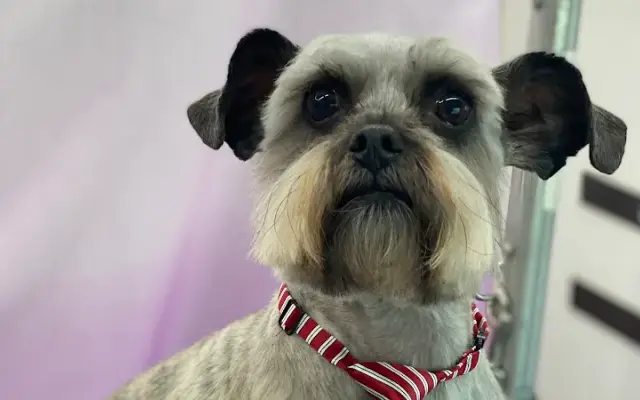 Kates K9 Grooming llc in Berthoud, CO