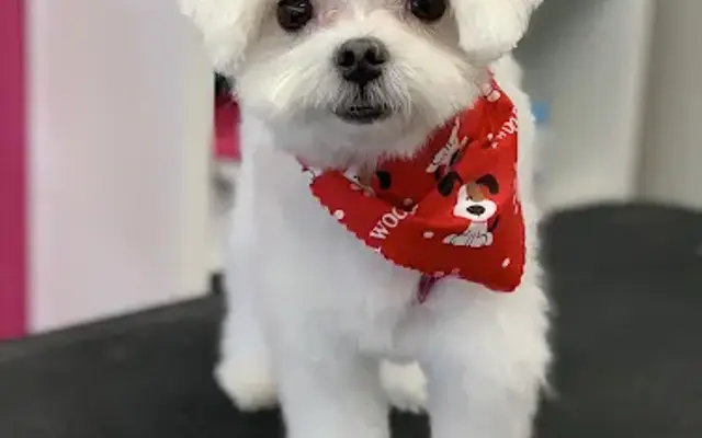 Pro Pet Club in La Habra Heights, CA