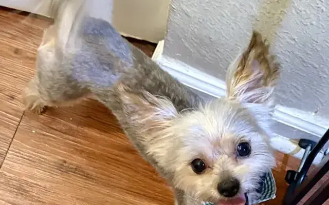 Honey Pets | Maryland | Pet Groomer in North Springfield, VA
