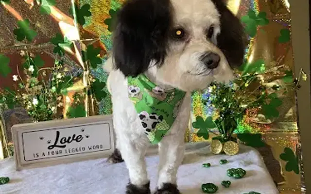 Pawfection Grooming in Atlanta, GA