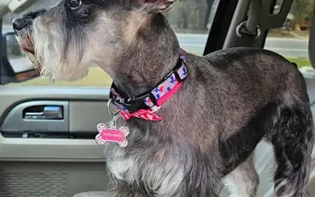 Pet Beauty Shop in Lufkin, TX