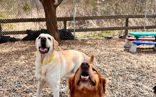 Holliston Meadows Pet Resort in Holliston, MA
