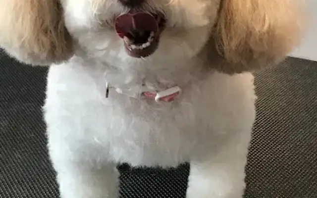 Miss Laurie’s Dog Grooming in Huntington, TX