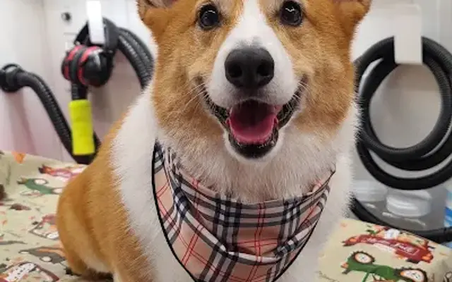 Lovable Puppy Spa in Hopewell, NJ