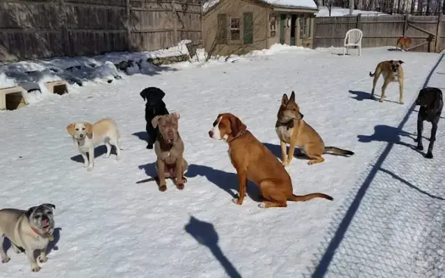 The Dogmother, LLC in Peabody, MA