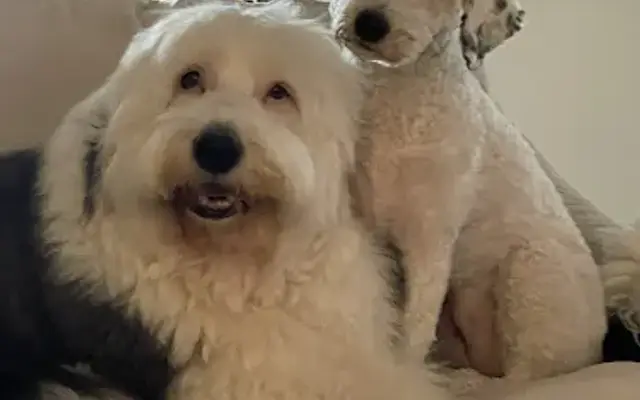 FurFactor in Mission Viejo, CA