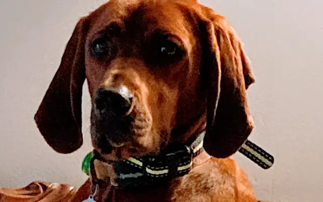 Doggy Days LLC in West Monroe, LA