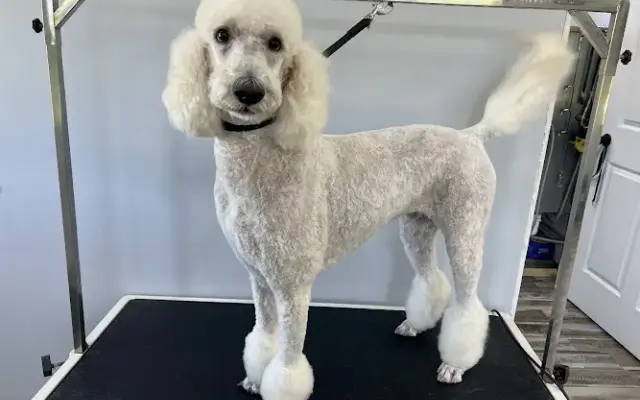 Handy Cuts Grooming LLC in Durhamville, NY