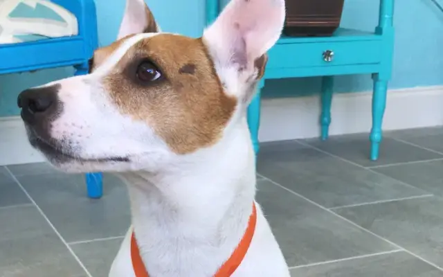Pet Shines in Stuart, FL