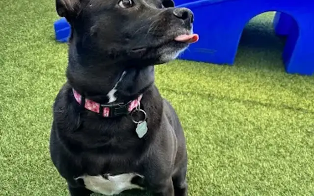 Danmar Pet Resort in Phoenix, AZ