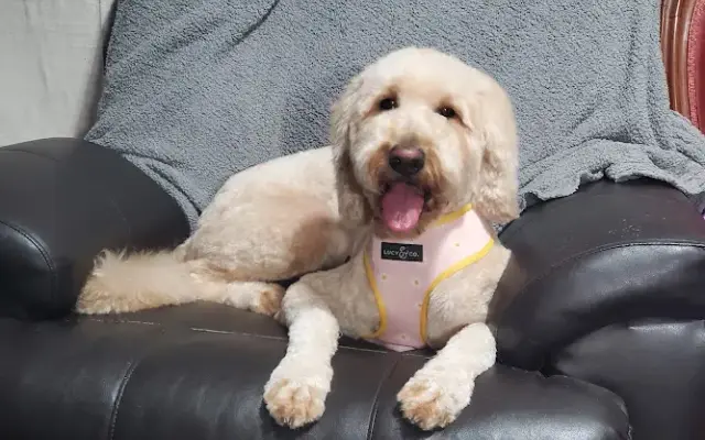 Paws and Kisses Pet Spa in Prescott, AZ
