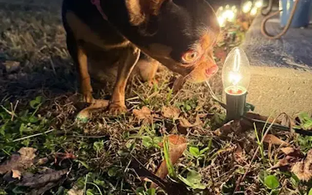 Pixies Pet Spaw in Henderson, NV