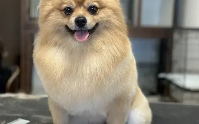 Swanson’s pet salon in Mission, TX