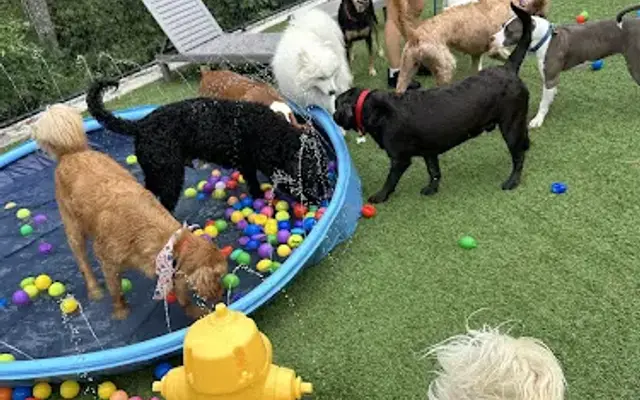 Pet Play Place in Kennesaw, GA
