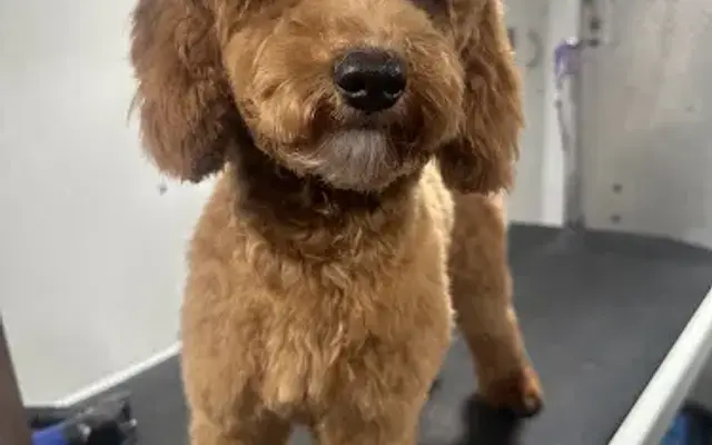 Little Paw Mobile Grooming in Denver, CO