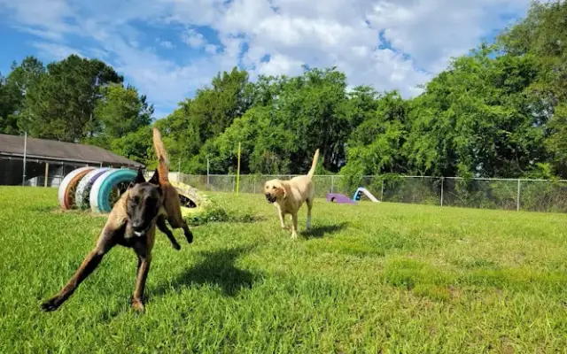 Dogwalker Ranch in Ocala, FL