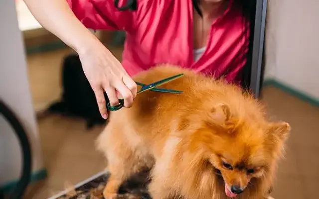Four Paws Grooming in Scottsville, NY