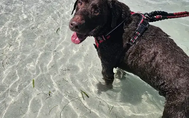 Marley's Retreat Dog Boarding & Spa in Wesley Chapel, FL